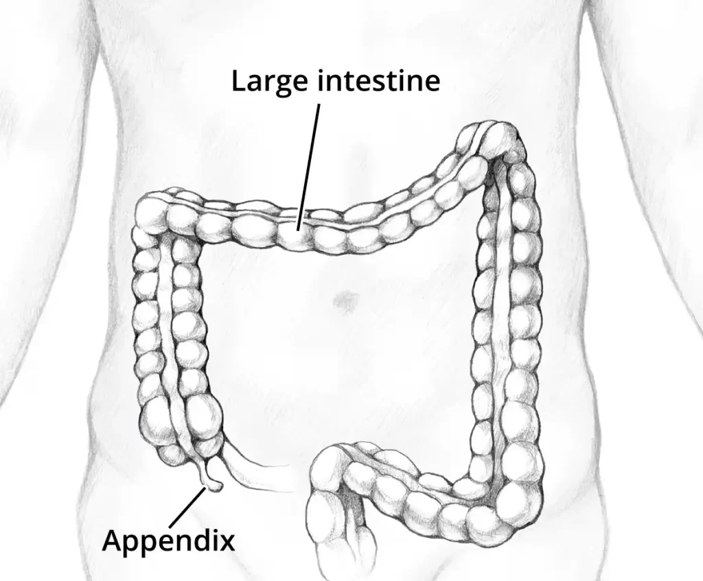 Appendix